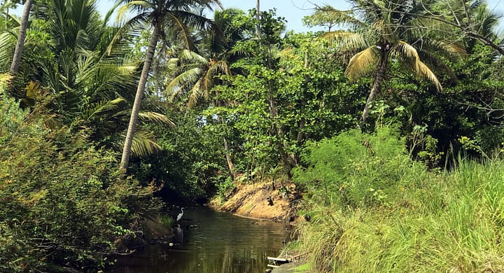 Nature